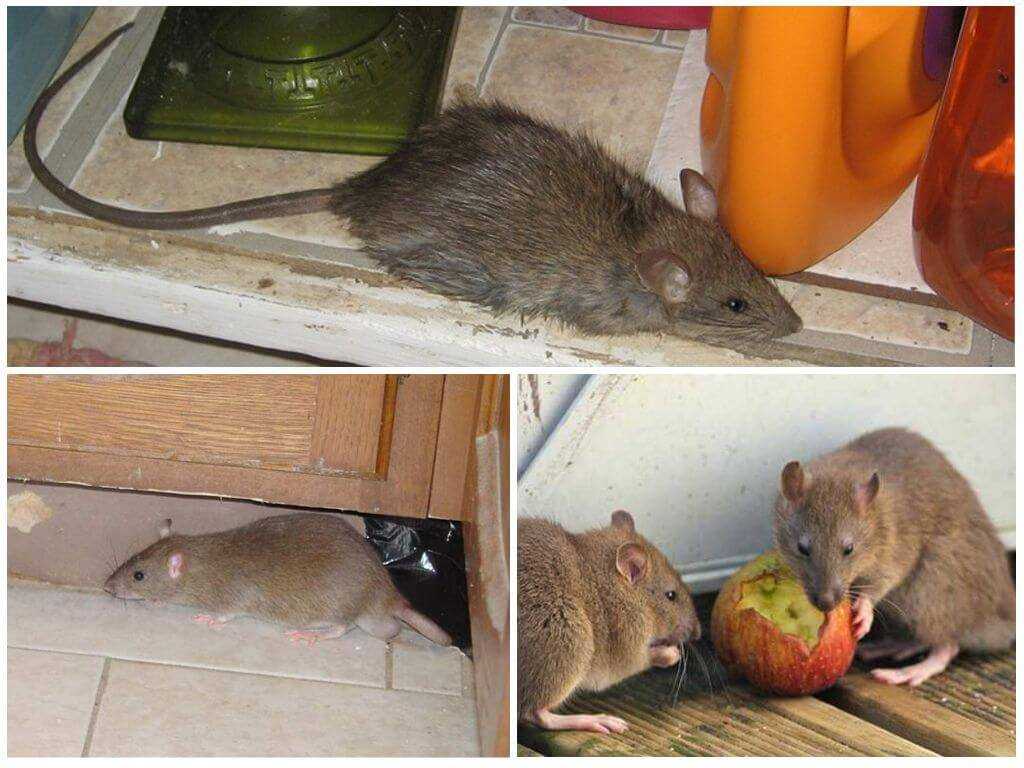 Чего боятся мыши в доме: народные средства от грызунов и способы их применения