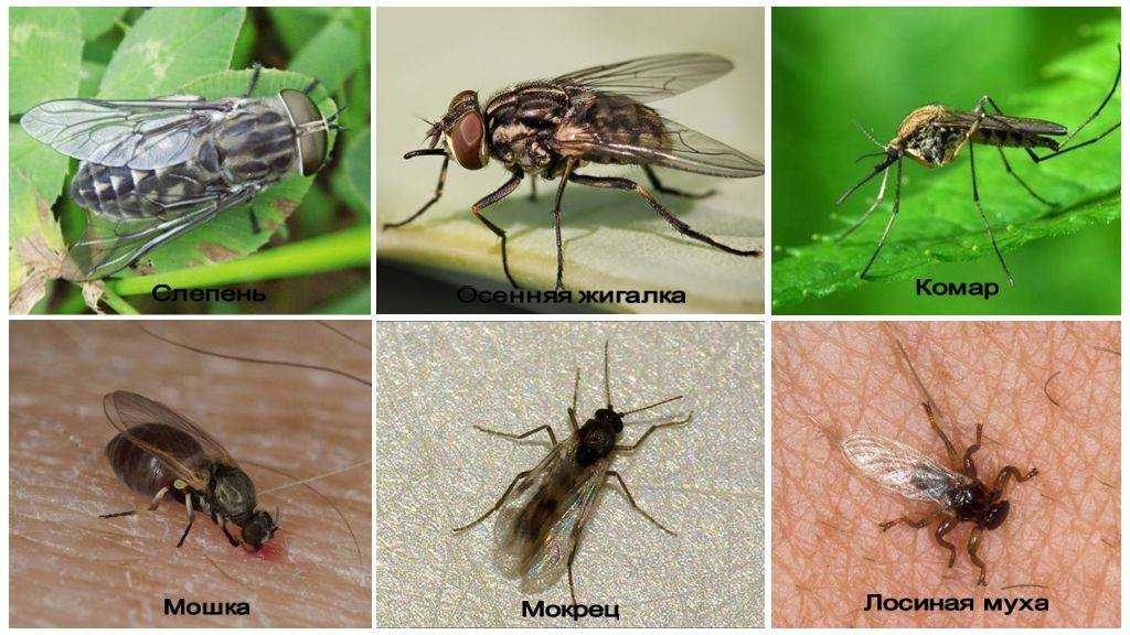 Какая скорость полета мухи – ответы ученых