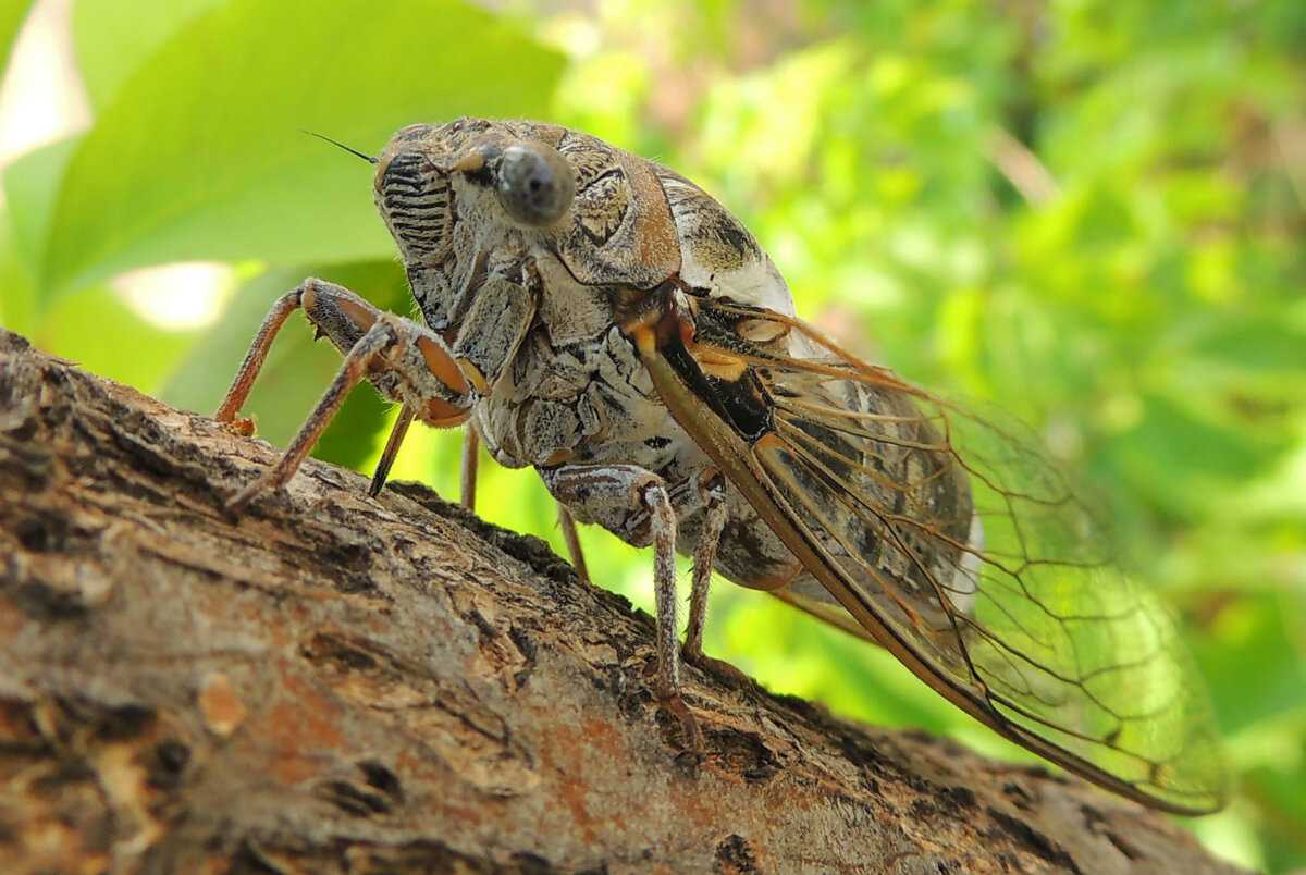 Виды цикад: певчая цикада, цикадка белая и японская - фото и описание