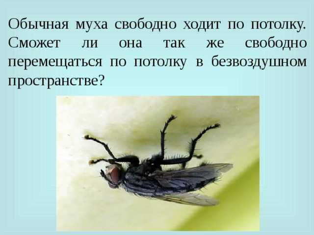 Зачем муха потирает лапки? почему мухи трут свои лапки как размножаются мухи
