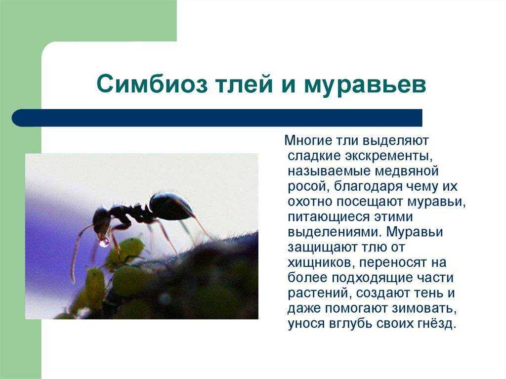 Как избавиться от муравьев: лучшие народные средства