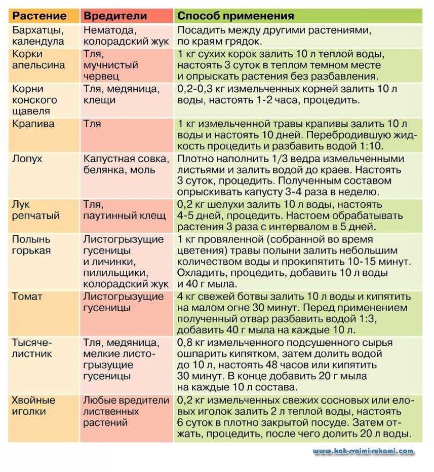 Как избавиться от моли в квартире или доме, различные способы и средства борьбы с бабочками и личинками