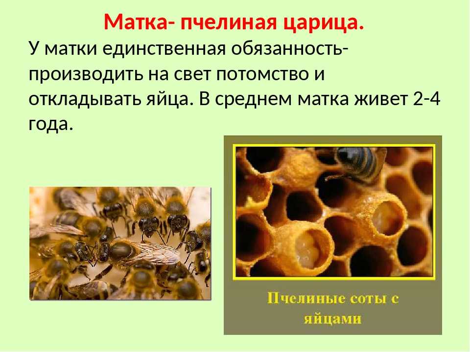Как размножаются осы, жизненный цикл, сколько живут