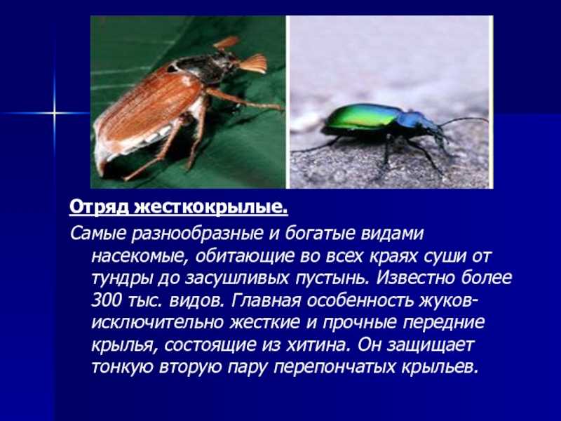 Презентация о жуках