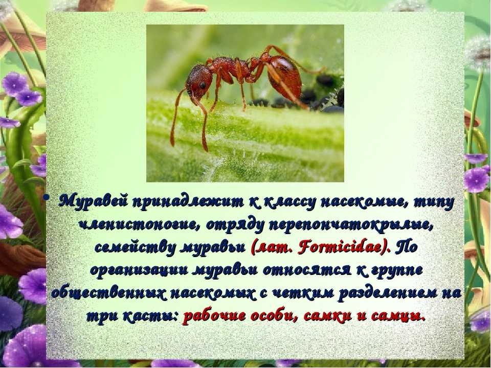 Сделайте описание муравья по следующему плану какую среду обитания освоили муравей