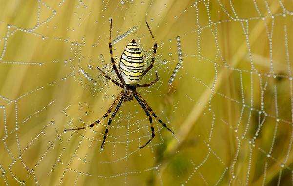 Кругопряды-нефилы: ареал обитания и опасность пауков для человека