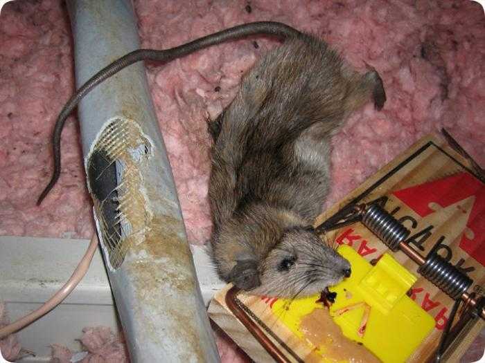 Серая крыса - фото и описание