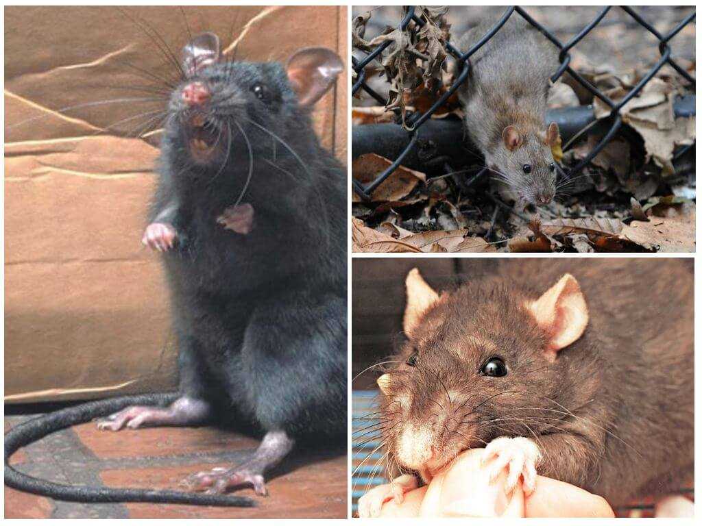 Укус крысы и его последствия: что делать, если вас покусали