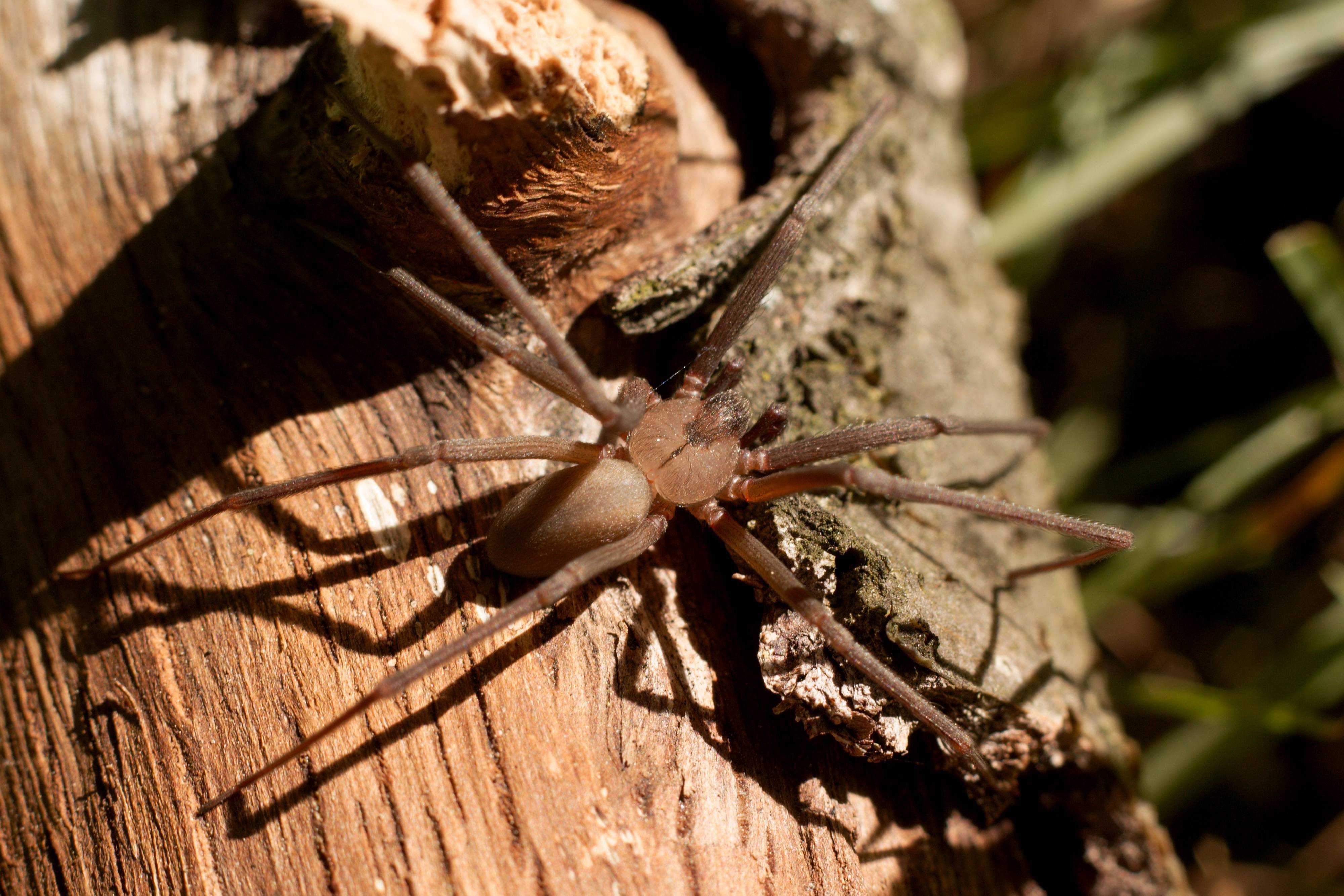 Коричневый паук-отшельник: внешний вид, образ жизни и размножение