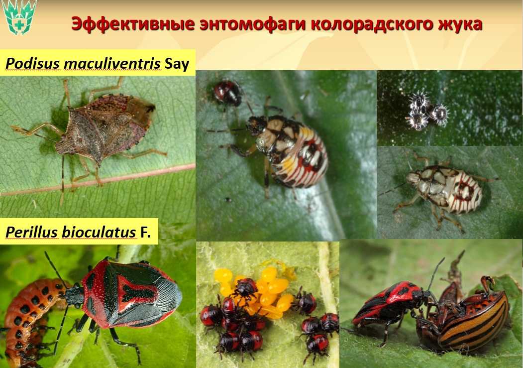 Горчица, йод, перекись и марганцовка: все основные народные средства для обработки растений