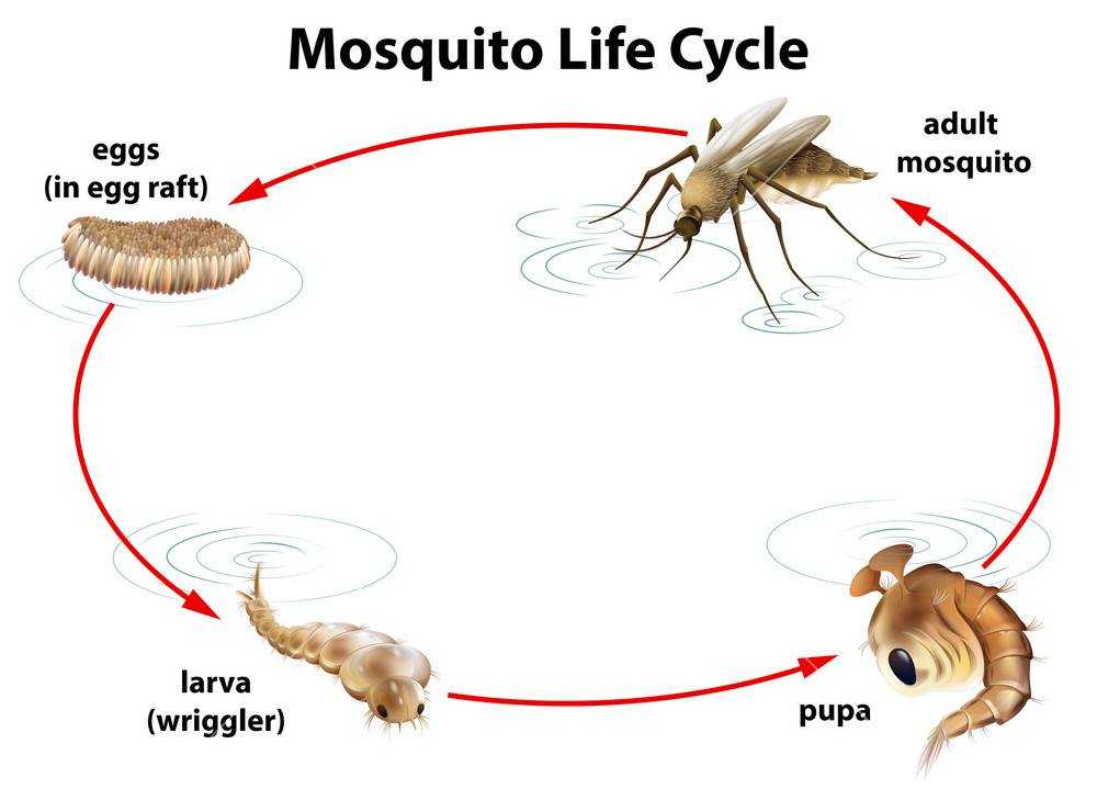 Сколько живет комар: скоротечность жизни насекомого