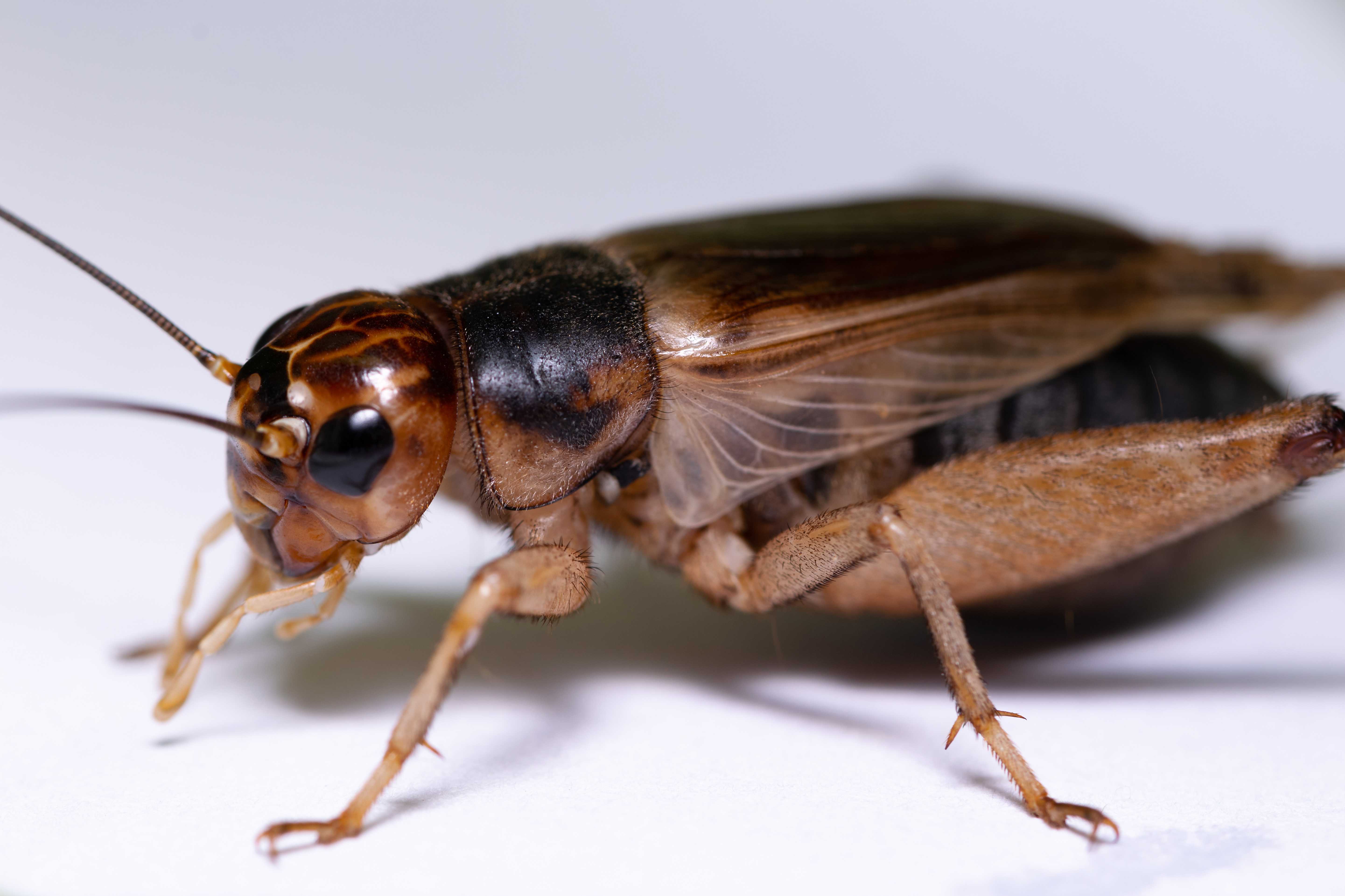Сверчок насекомое. образ жизни и среда обитания сверчка