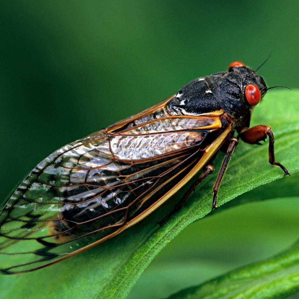 Цикада насекомое. образ жизни и среда обитания цикады | животный мир