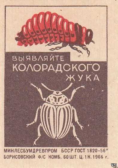 Все о колорадском жуке - как выглядит, что ест и откуда взялся
