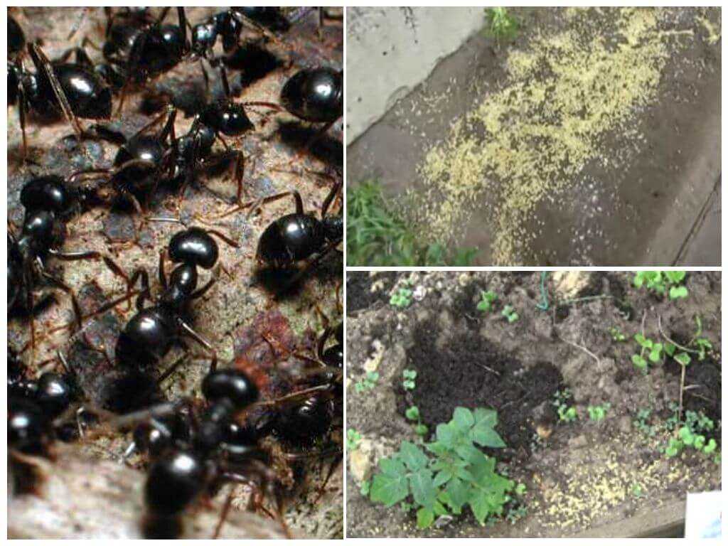 Избавляемся от муравьев на огороде