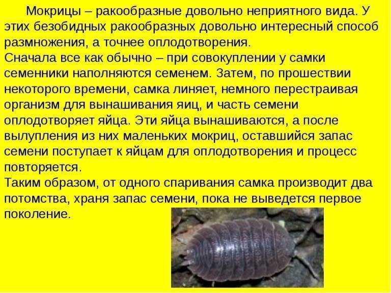 Почему мокрицы селятся в квартире - как избавиться от мокриц
