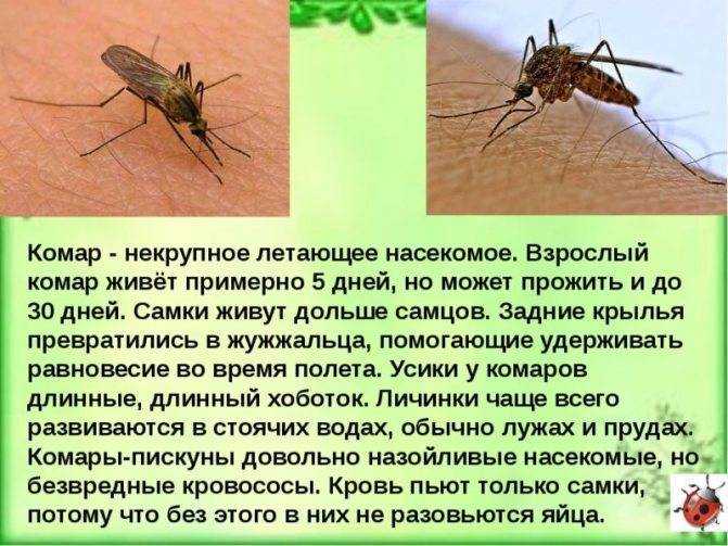 Все о комарах — основные виды, развитие личинок