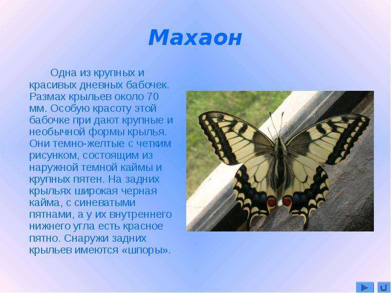 Сообщение о бабочке Махаон. Бабочка Махаон размах крыльев. Бабочка Махаон среда обитания. Бабочка Махаон описание для 2 класса.