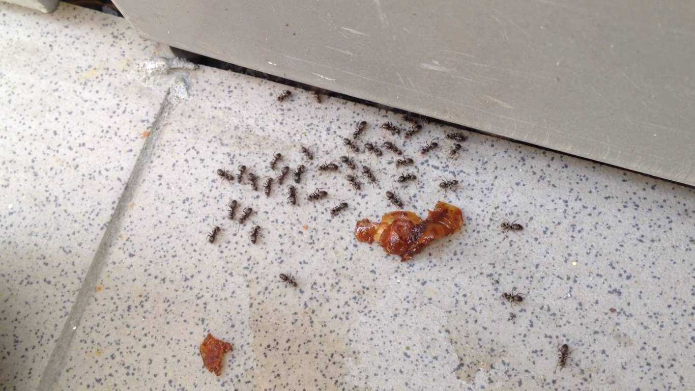 Мелкие муравьи на кухне