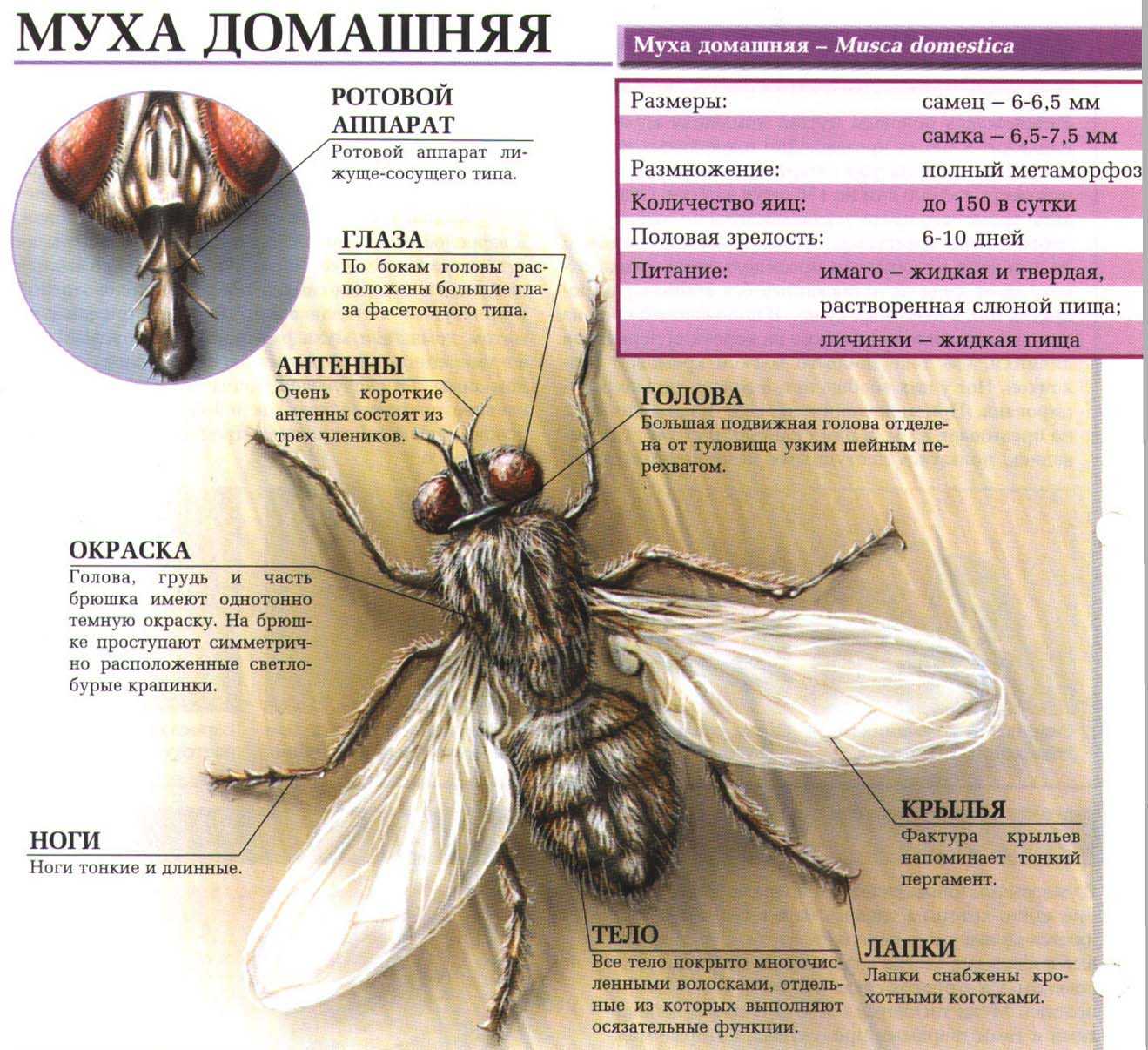 Мясная муха: описание, личинки, срок жизни. мясная муха: как бороться и выращивать