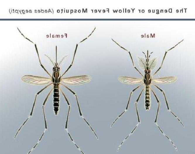 Опасен ли для человека самец комара :: syl.ru