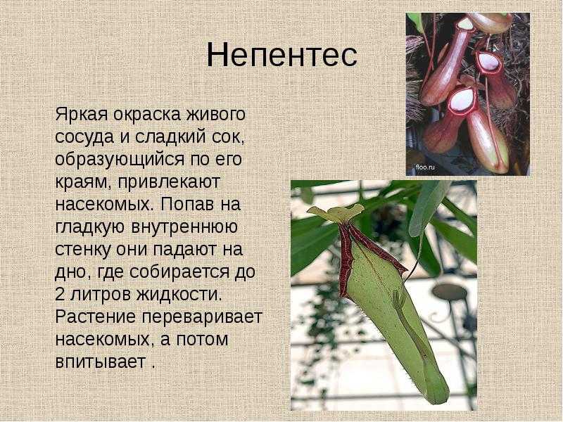 Растения хищники: виды, названия, фото