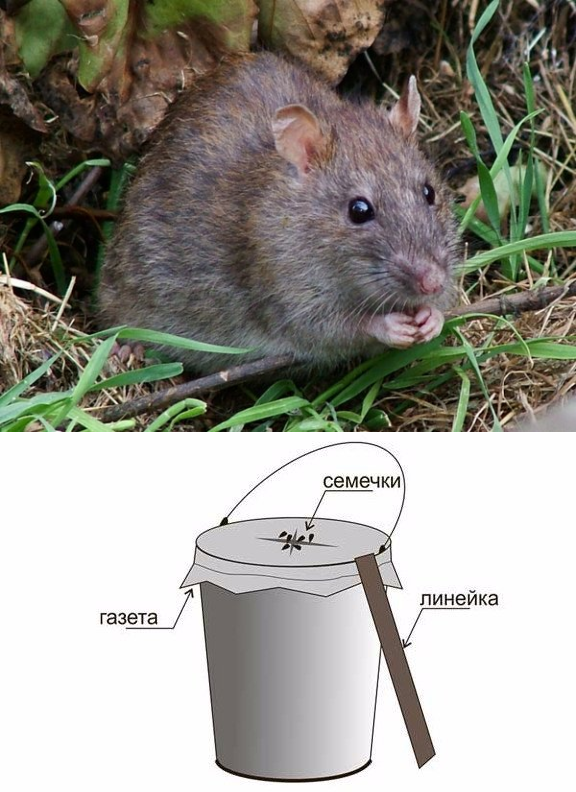 Земляная крыса на дачном участке: что делать и как избавиться?