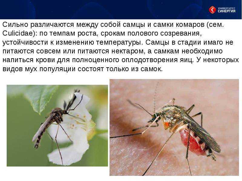 Личинки комаров и их особенности питания, развития и жизненный цикл