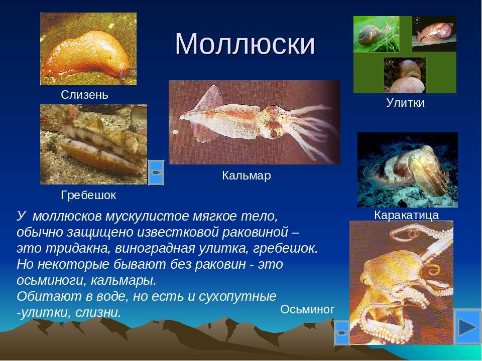 Группа моллюски представители. Моллюски беспозвоночные животные. Моллюски 3 класс. Информация о моллюсках.