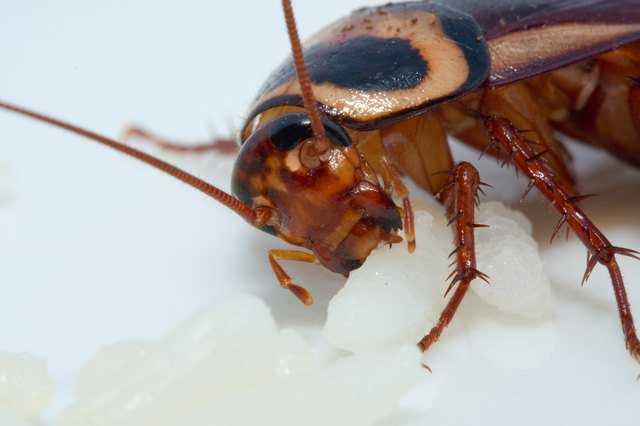 Укус домашнего таракана: как лечить болезненную ранку