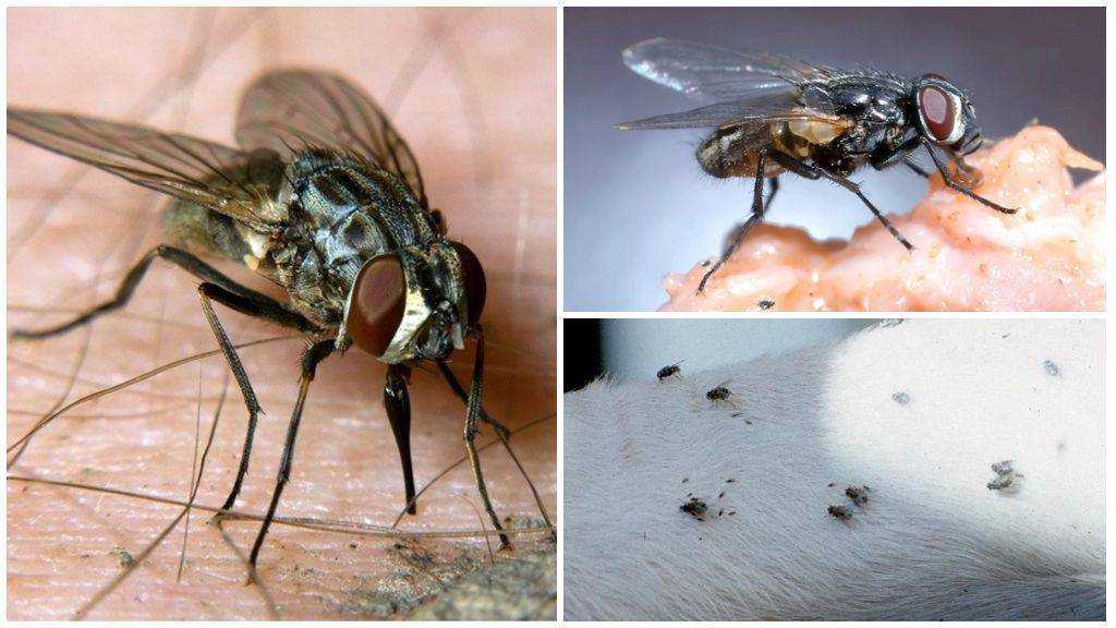 Какие мухи кусаются, виды и описание, помощь при укусах