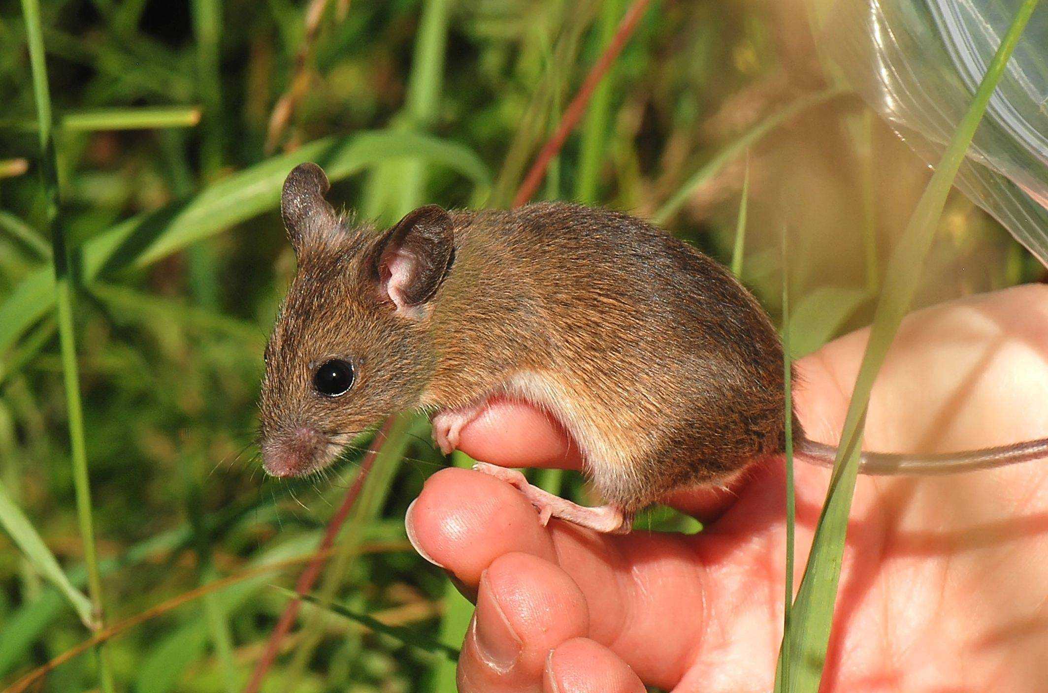 Маленькие живые мышки. Желтогорлая полевка. Мышь Лесная полевка. Лесная мышь (Apodemus sylvaticus). Европейская Полевая мышь.