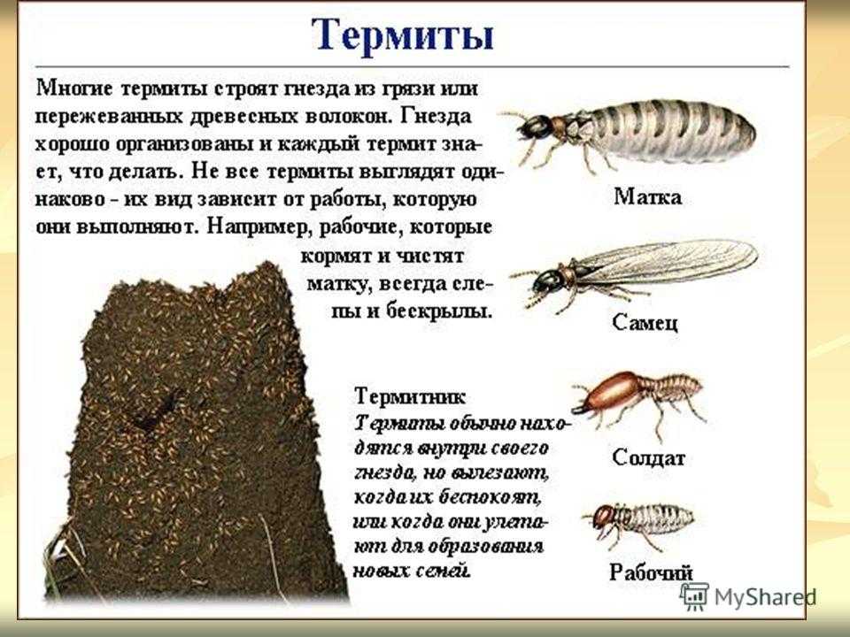 Krol_jumarevich • термиты - первые социальные насекомые.