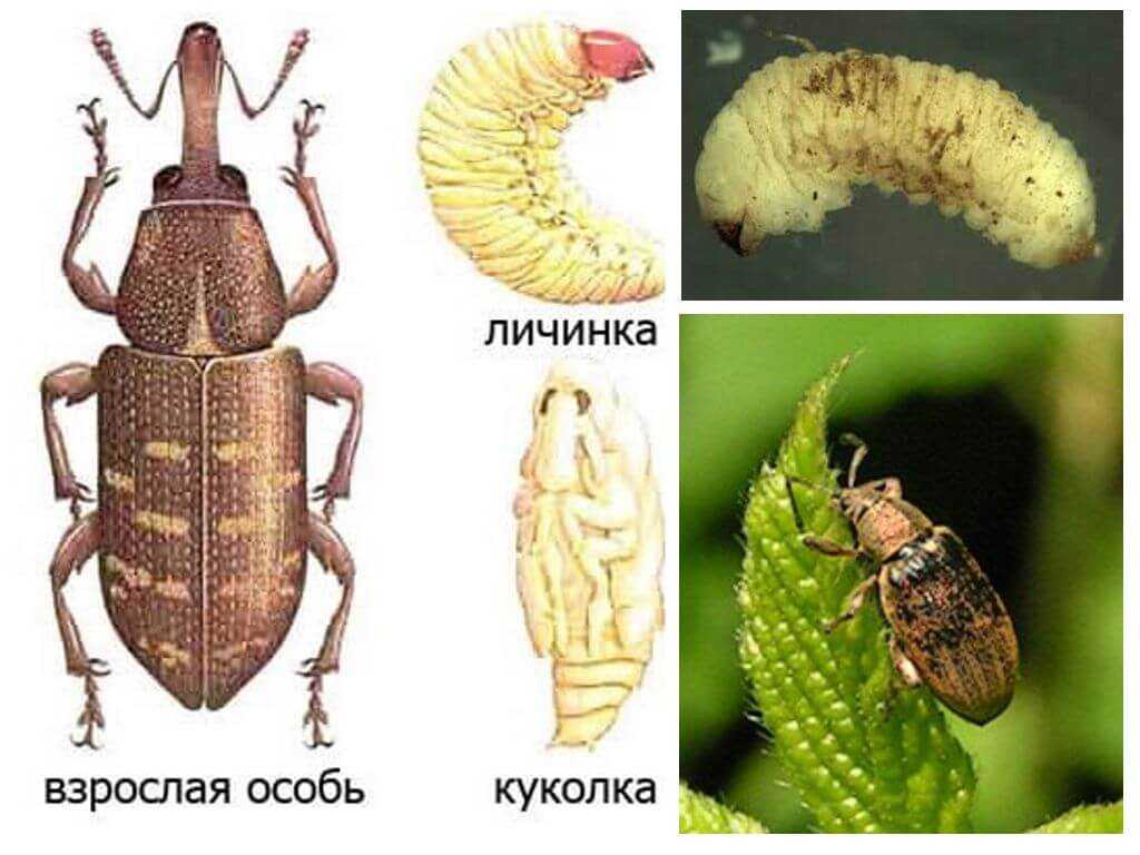 Долгоносик: как избавиться, как бороться с вредителем