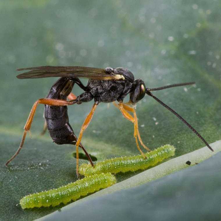Зомби среди животных: оса-наездник, мокрица-присоска и гриб, вызывающий суицид у муравьев