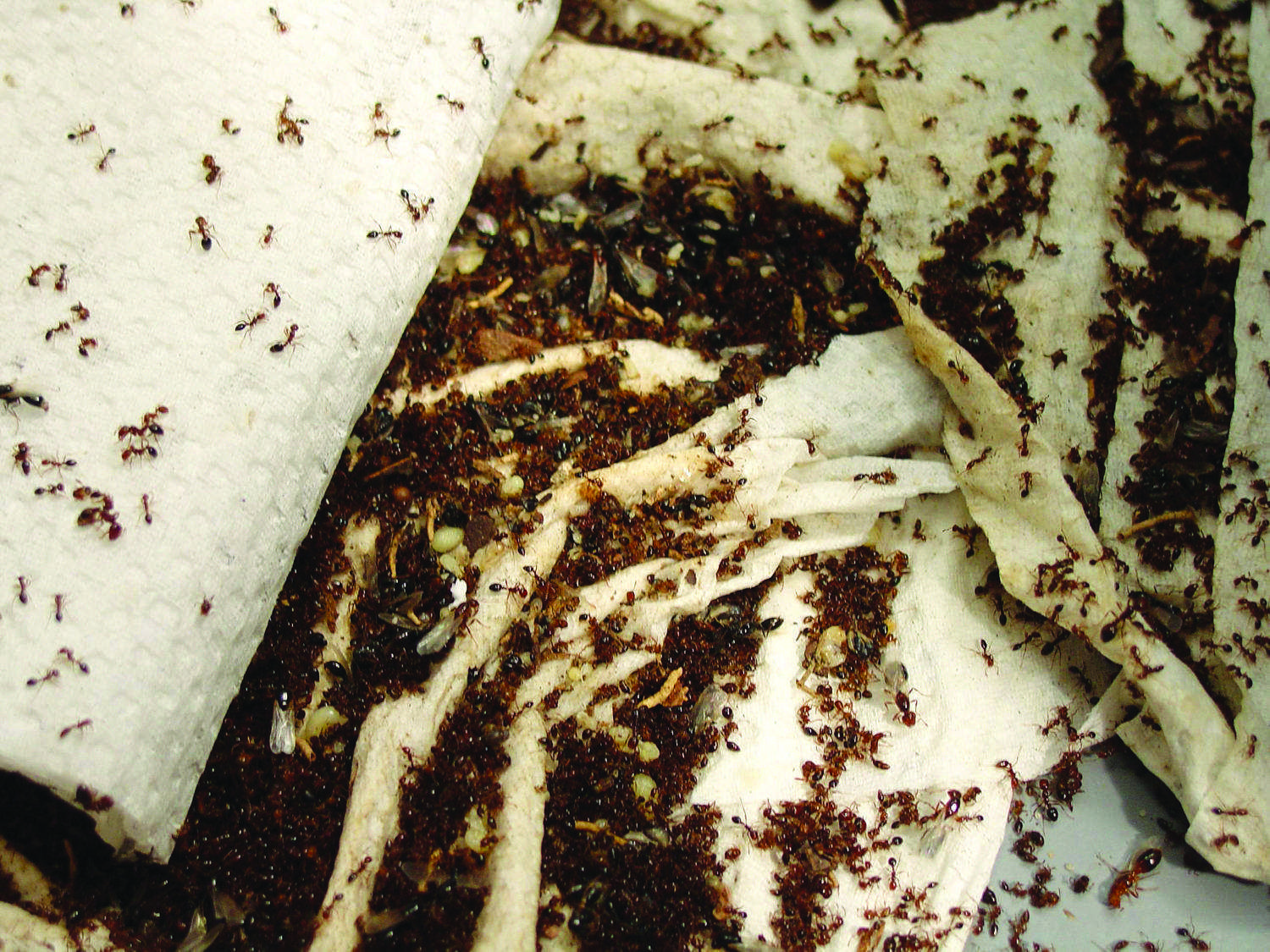 Фараоновые муравьи гнездо