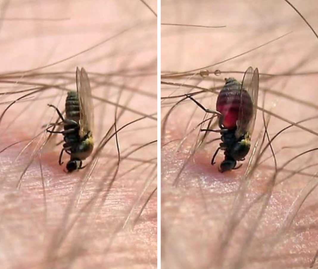 Как выглядит земляная муха, смотрите на сайте жизненный цикл, размножение, а также как избавиться от этого насекомого