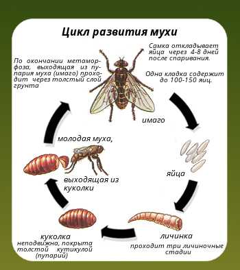 Стадии развития мухи в картинках