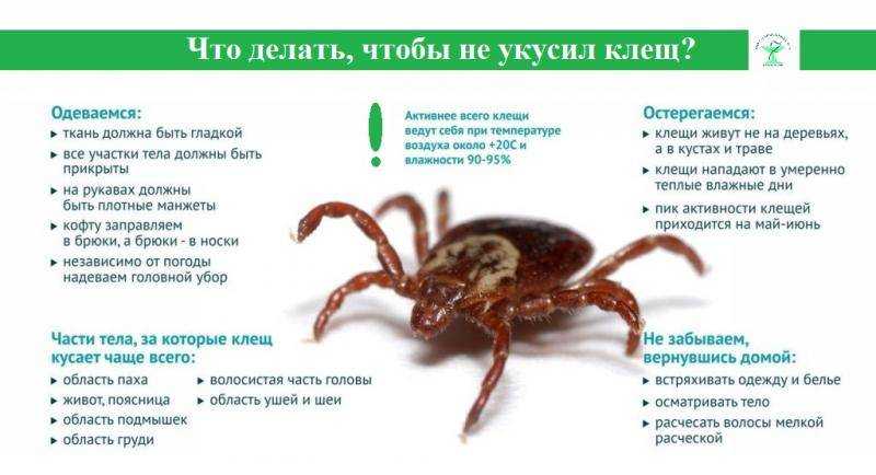 Клещ. клещ? клещ!!! | выживание в дикой природе