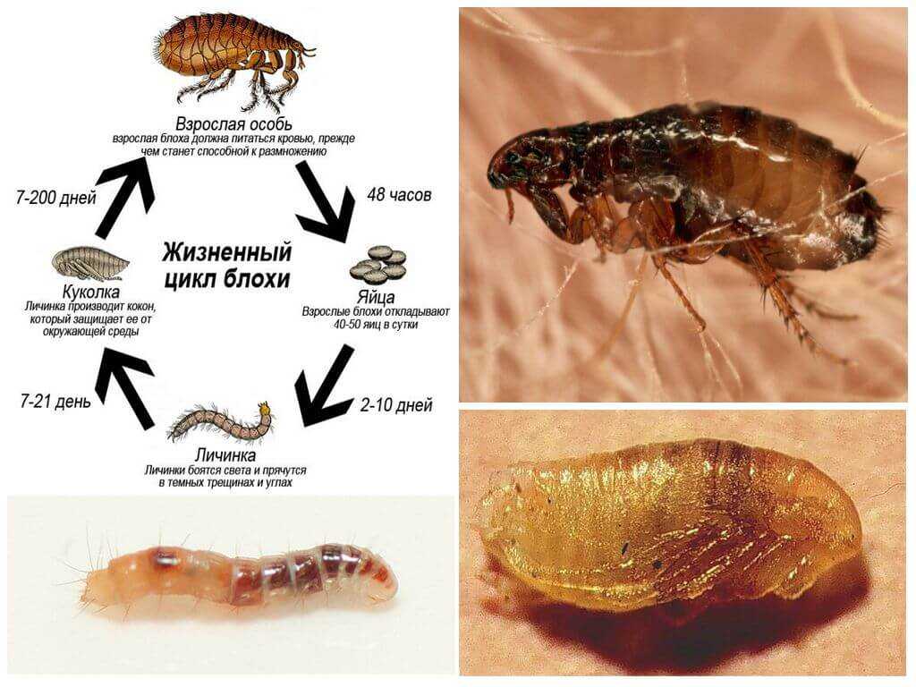 Блохи у кошки