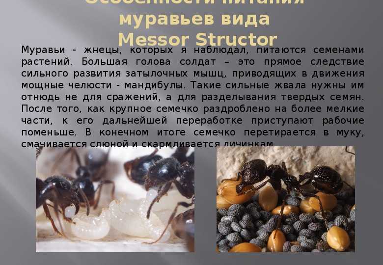 Кучи на огороде, и кто ворует урожай из под земли - вместе - легче всё - 31 марта - 43859330033 - медиаплатформа миртесен