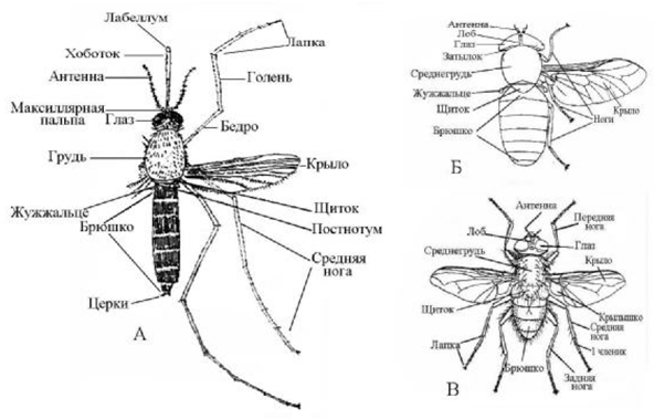Строение мухи для детей в картинках