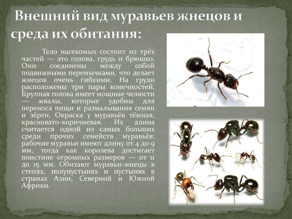 Муравья рабочего карта
