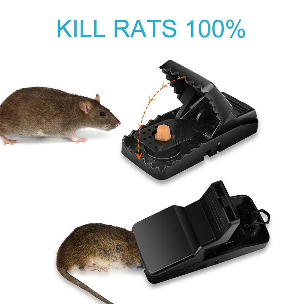 Эффективная приманка для мышей, виды ловушек и профилактика