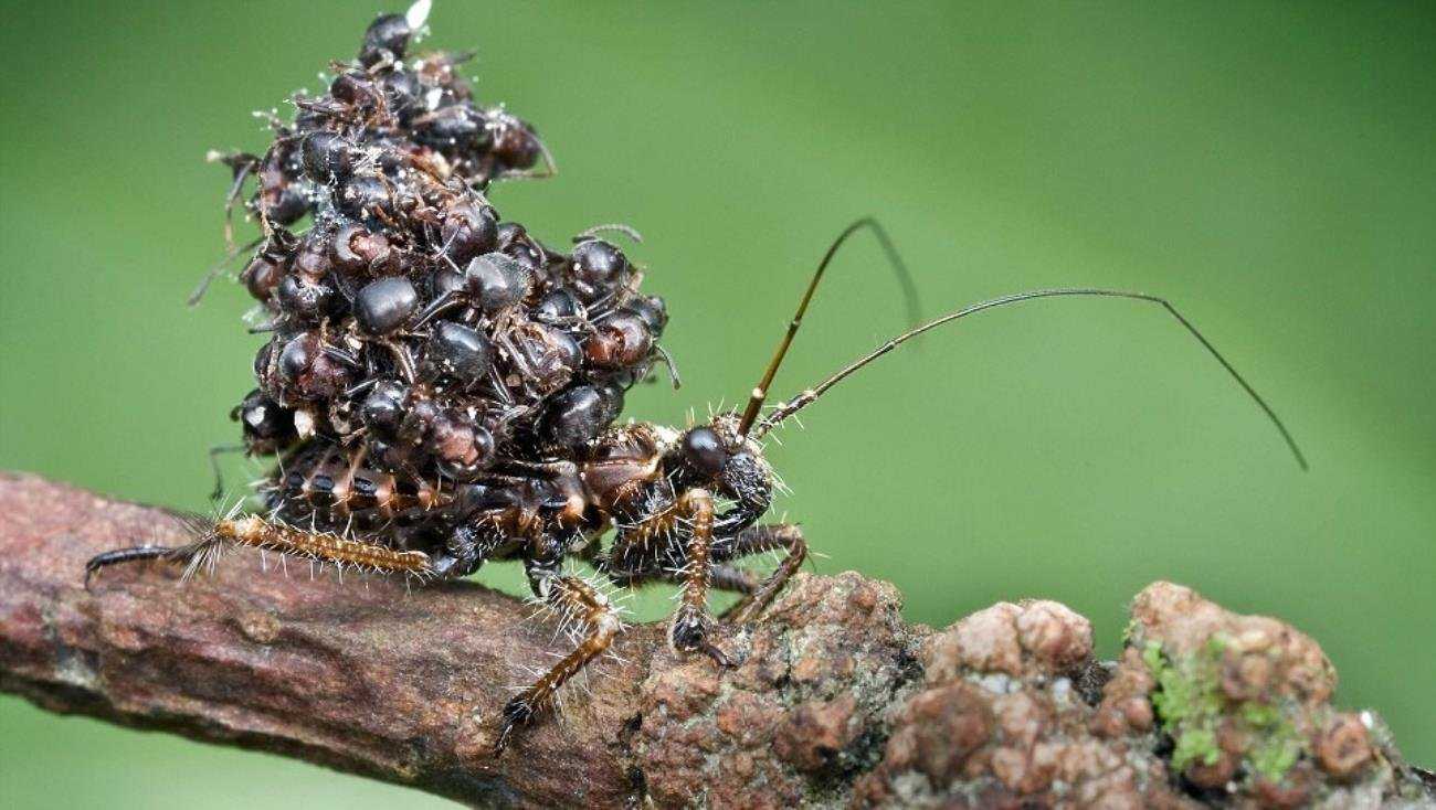 Страшный мир насекомых. Перуанский жалящий Жук. Малазийский Жук.