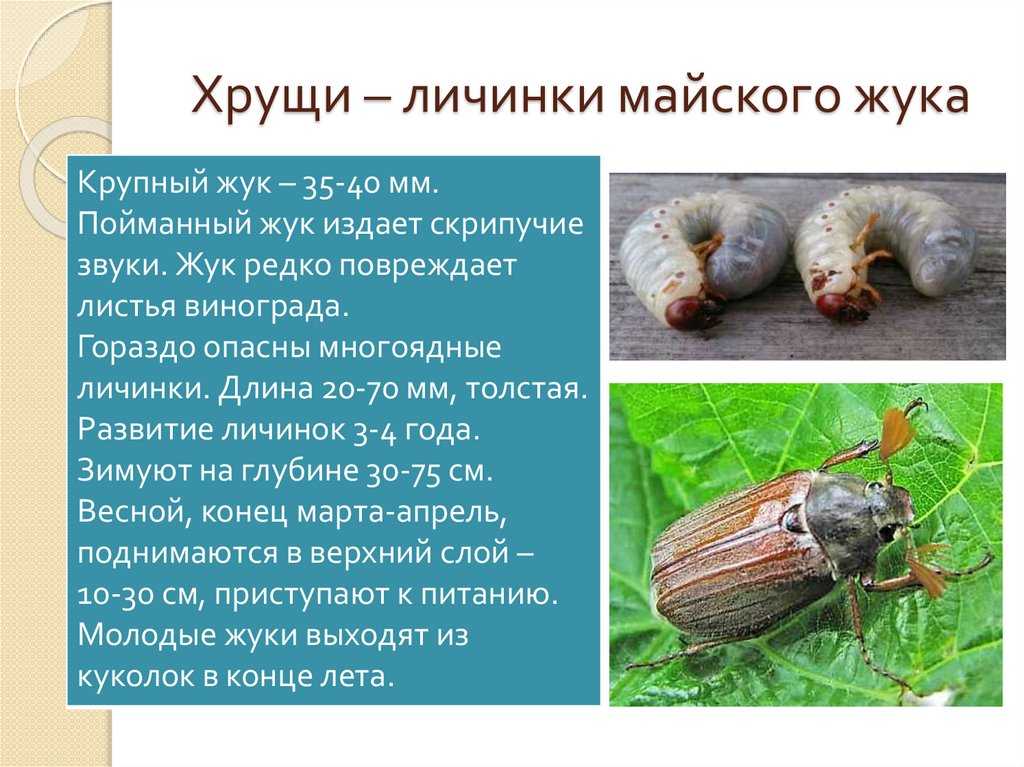 Личинка майского жука описание. Майский Жук насекомое личинка. Личинка хруща майского. Хрущ личинка майского жука. Питание майского жука личинки.