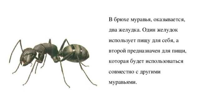 У колонии муравьев есть воспоминания, которых нет у самих муравьев: наука будущего newsland – комментарии, дискуссии и обсуждения новости.