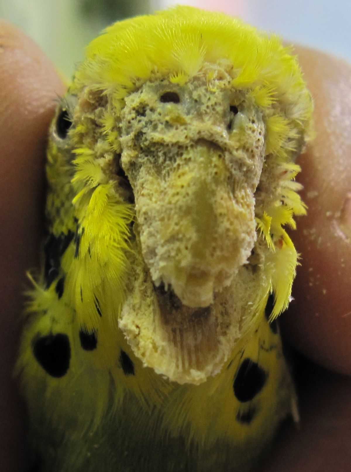 Восковица у волнистого попугая: сухая, нарост, шелушится, потемнела