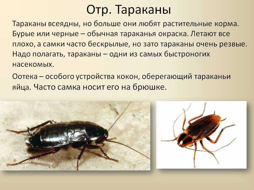 Домашние вредные и экзотические тараканы, виды, меры борьбы