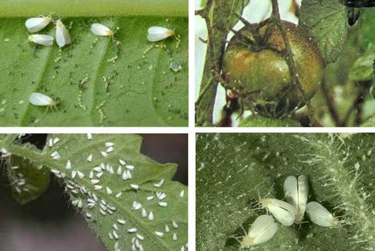 Белокрылка и меры борьбы с вредителем . как избавиться от белокрылки? фото — ботаничка